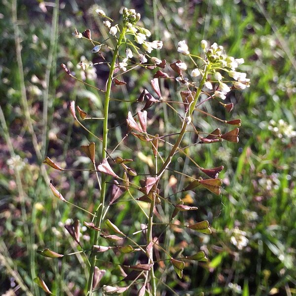 Herderstasje (Capsella bursa-pastoris) zaden