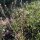 Herderstasje (Capsella bursa-pastoris) zaden