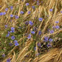 Korenbloem / Zyane (Centaurea cyanus) zaden