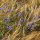 Korenbloem / Cyanne (Centaurea cyanus) zaden