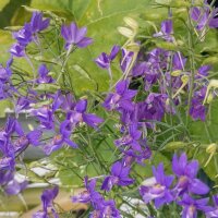 Wilde ridderspoor (Consolida regalis) zaden