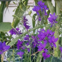 Wilde ridderspoor (Consolida regalis) zaden