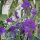 Wilde ridderspoor (Consolida regalis) zaden