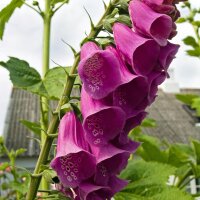 Vingerhoedskruid (Digitalis purpurea) zaden