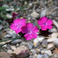 Kartuizer anjer (Dianthus carthusianorum) zaden