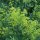 Geel walstro (Galium verum) zaden