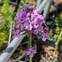 Damastbloem (Hesperis matronalis) zaden