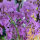 Damastbloem (Hesperis matronalis) zaden