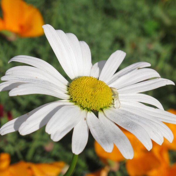 Wilde margriet /gewone margriet (Leucanthemum vulgare) zaden