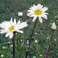 Wilde margriet /gewone margriet (Leucanthemum vulgare) zaden