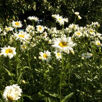 Wilde margriet /gewone margriet (Leucanthemum vulgare) zaden