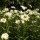 Wilde margriet /gewone margriet (Leucanthemum vulgare) zaden
