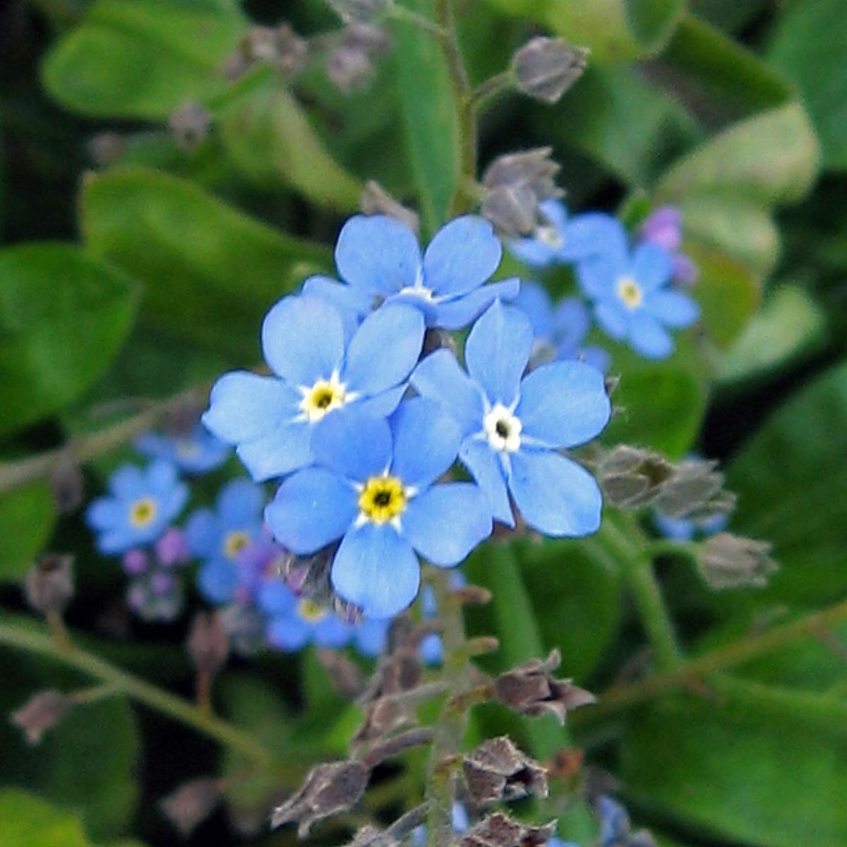 Bosvergeet mij nietje Myosotis Sylvatica Zaden bosvergeet-mij-nietje-myosotis-sylvatica-zaden