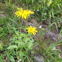 Valkruid (Arnica montana) zaden