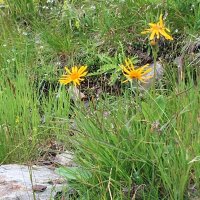 Valkruid (Arnica montana) zaden