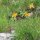 Valkruid (Arnica montana) zaden