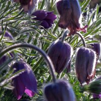 Het wildemanskruid  (Pulsatilla vulgaris) zaden