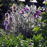 Het wildemanskruid  (Pulsatilla vulgaris) zaden