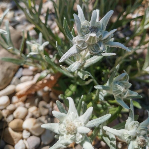 Alpen-edelweiss (Leontopodium alpinum) zaden