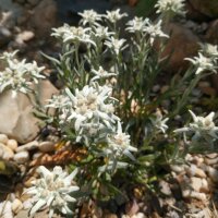 Alpen-edelweiss (Leontopodium alpinum) zaden