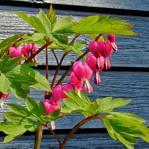 Gebroken hartje / tranend hartje / bloedend hartje (Lamprocapnos / Dicentra spectabilis) zaden