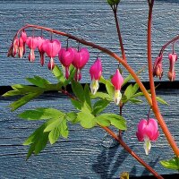 Gebroken hartje / tranend hartje / bloedend hartje (Lamprocapnos / Dicentra spectabilis) zaden