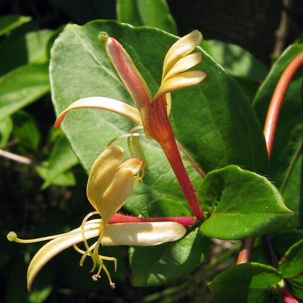 Wilde kamperfoelie (Lonicera periclymenum) zaden