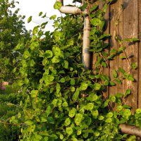 Wilde kamperfoelie (Lonicera periclymenum) zaden