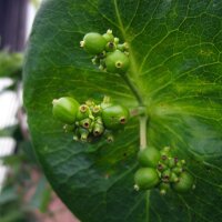 Wilde kamperfoelie (Lonicera periclymenum) zaden