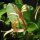 Wilde kamperfoelie (Lonicera periclymenum) zaden