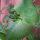 Wilde kamperfoelie (Lonicera periclymenum) zaden