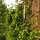 Wilde kamperfoelie (Lonicera periclymenum) zaden