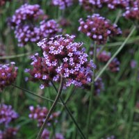 Stijf ijzerhard (Verbena bonariensis) zaden