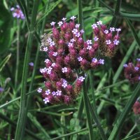 Stijf ijzerhard (Verbena bonariensis) zaden