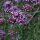 Stijf ijzerhard (Verbena bonariensis) zaden