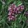 Stijf ijzerhard (Verbena bonariensis) zaden