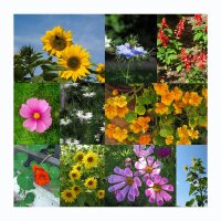 Snelgroeiende bloemen - zaden cadeauset