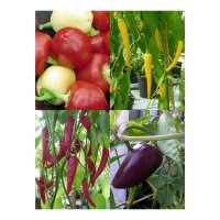 Kleurrijke chili-kruidenmix – zaad set