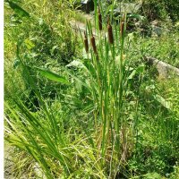 Grote lisdodde (Typha latifolia) zaden