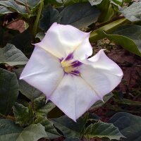 Woestijndoornappel (Datura discolor) zaden