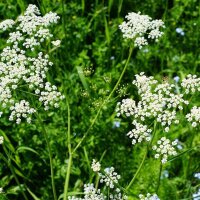 Anijs (Pimpinella anisum) zaden