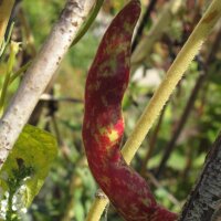 Stokboon Borlotto Lingua Di Fuoco (Phaseolus vulgaris)...