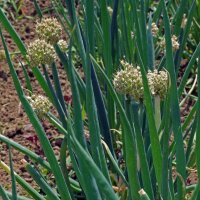 Bosui White Lisbon  (Alliumcepa) bio zaad