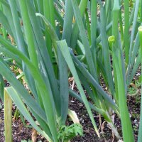 Bosui White Lisbon  (Allium fistulosum) bio zaad