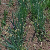 Bosui White Lisbon  (Allium fistulosum) bio zaad