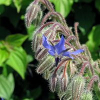 Bernagie (Borago officinalis) bio zaad