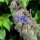 Bernagie (Borago officinalis) bio zaad