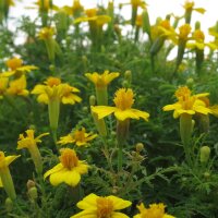 Gekruide goudsbloemen / sterafrikaantje (Tagetes...