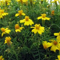 Gekruide goudsbloemen / sterafrikaantje (Tagetes...