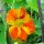 Klimkers (Tropaeolum majus) bio zaad